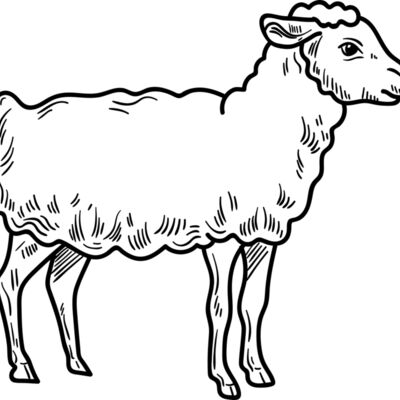 Lamb   Clipart 3 Thumbnail